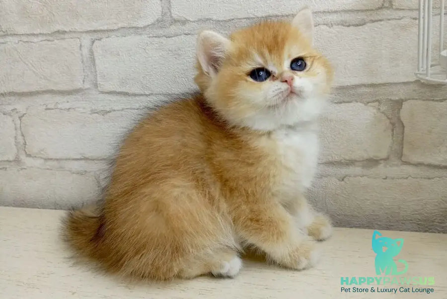 Makar British Shorthair male black golden chinchilla - live animals