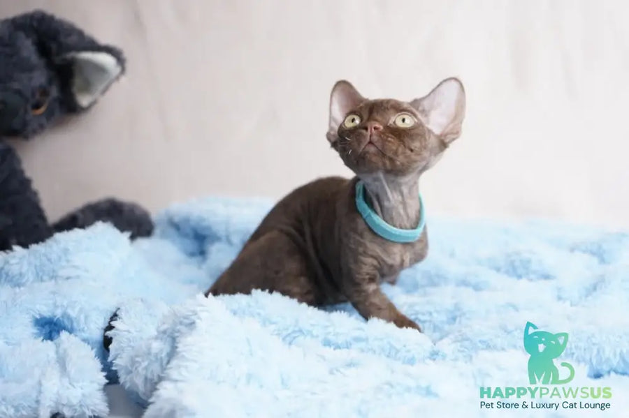 Makar Devon Rex male chocolate - live animals