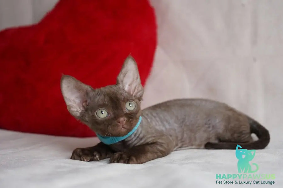 Makar Devon Rex male chocolate - live animals