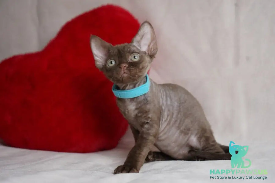 Makar Devon Rex male chocolate - live animals