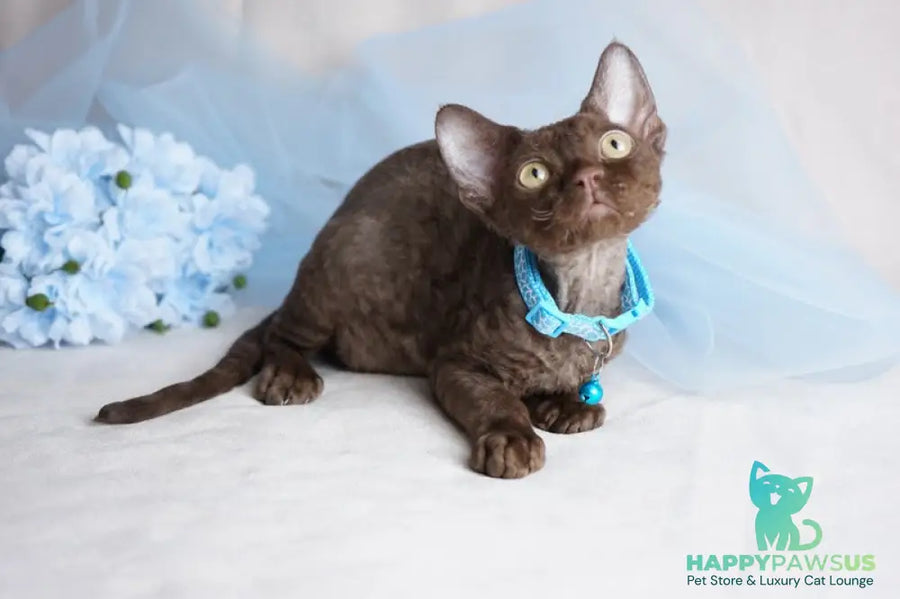 Makar Devon Rex male chocolate - live animals