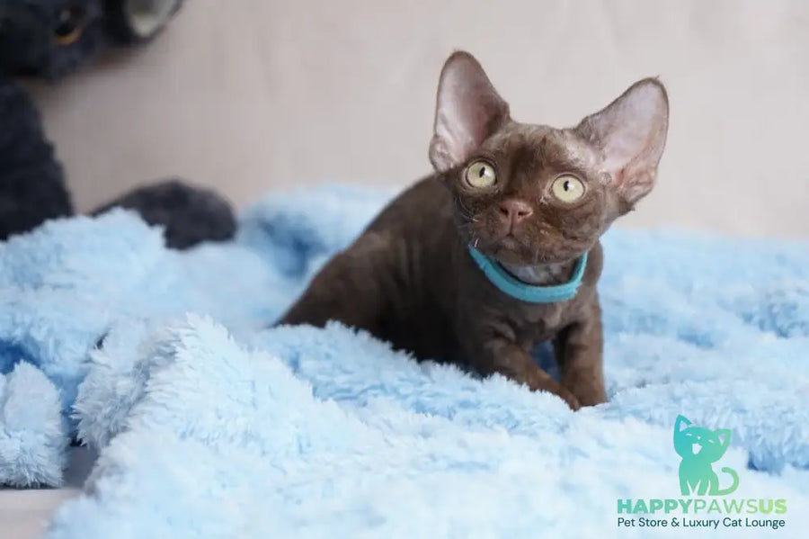 Makar Devon Rex male chocolate - live animals