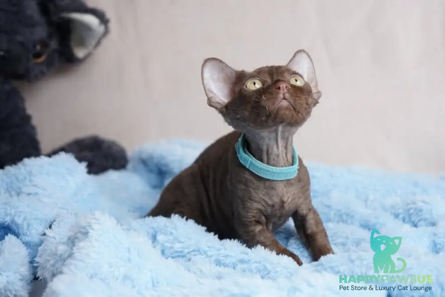 Makar Devon Rex male chocolate - live animals