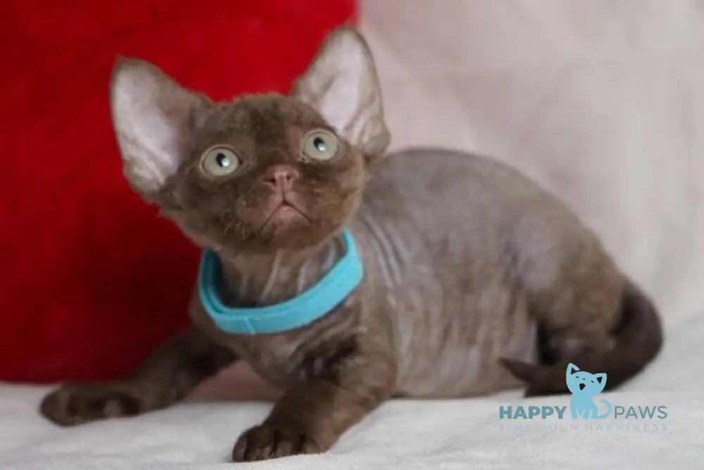 Makar Devon Rex male chocolate - live animals