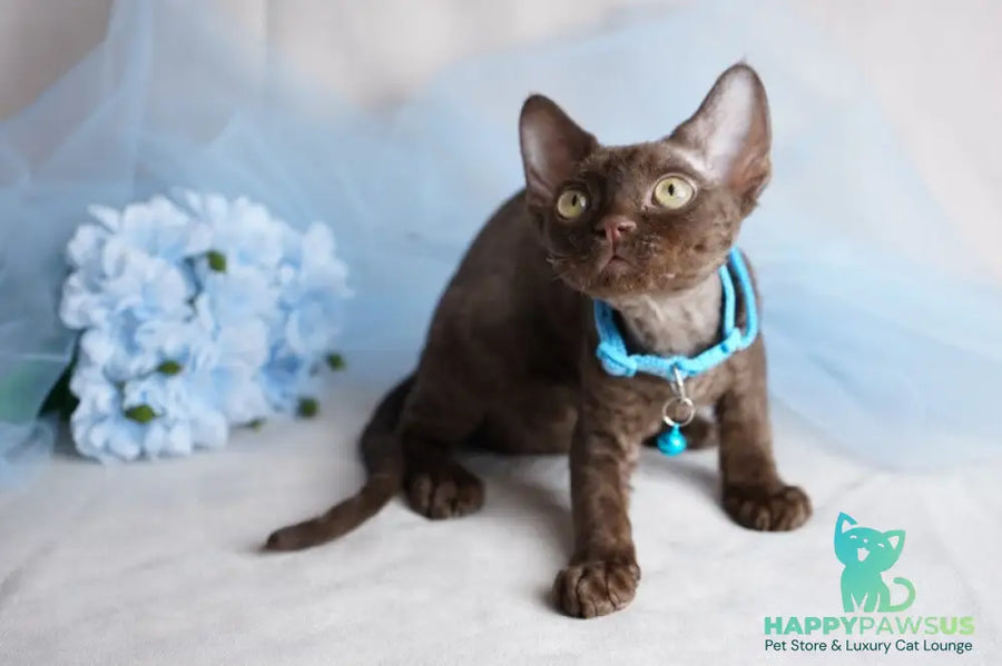 Makar Devon Rex male chocolate - live animals