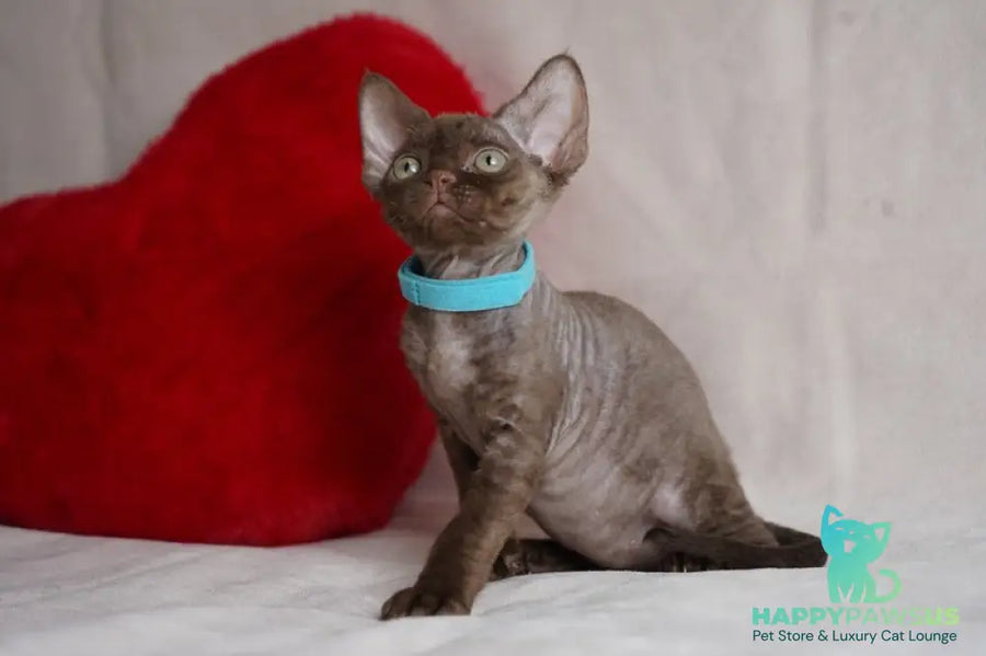Makar Devon Rex male chocolate - live animals