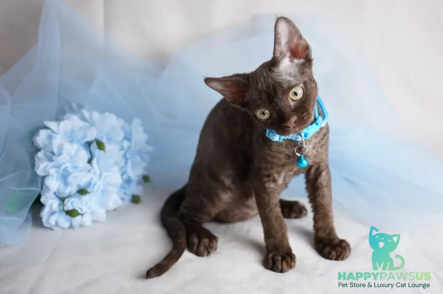 Makar Devon Rex male chocolate - live animals
