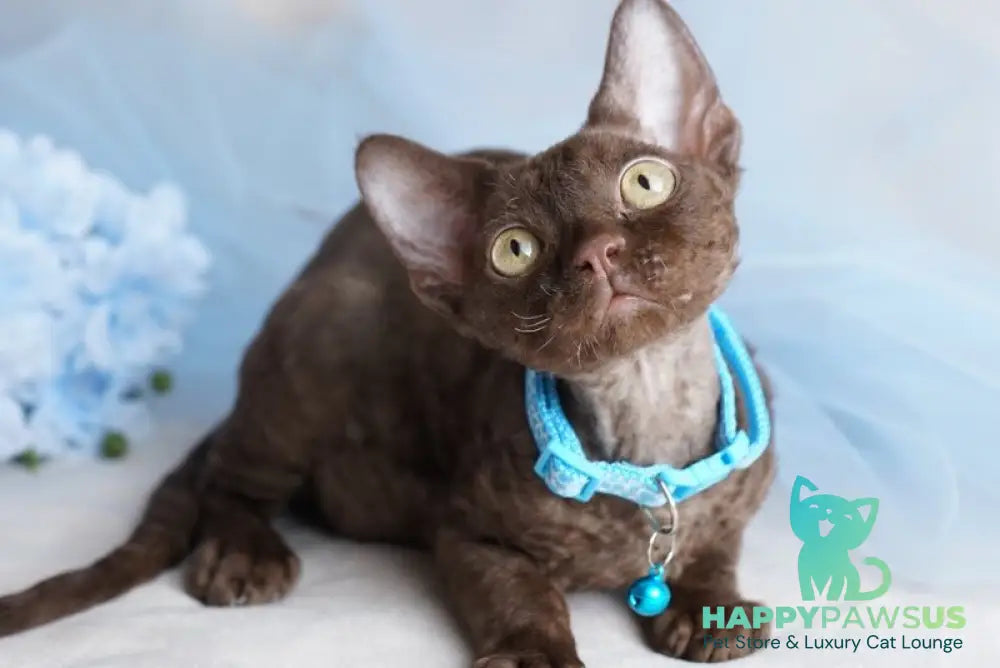 Makar Devon Rex male chocolate - live animals