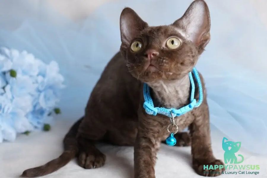 Makar Devon Rex male chocolate - live animals