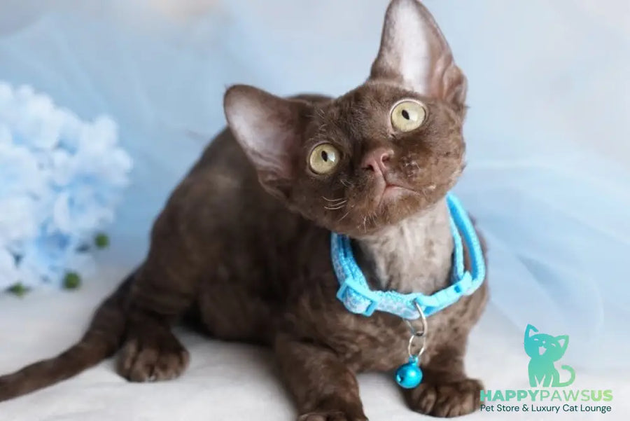 Makar Devon Rex male chocolate - live animals