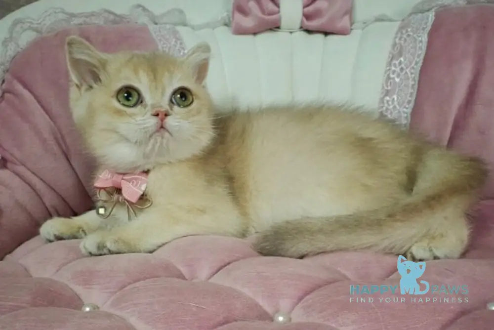 Maks British Shorthair male lilac golden chinchilla live animals
