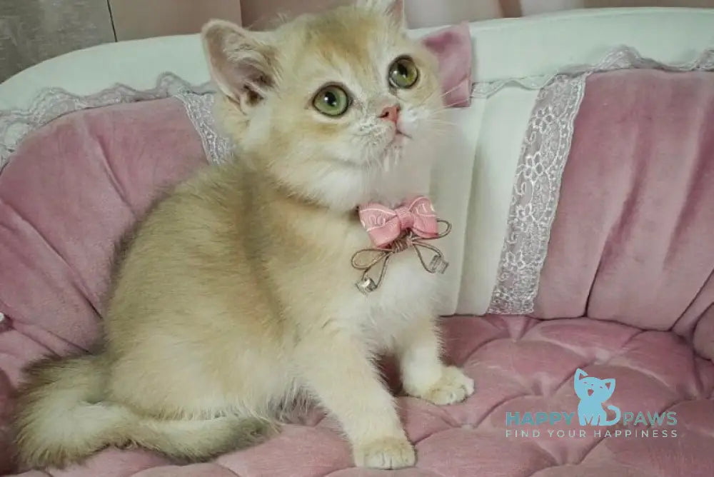 Maks British Shorthair male lilac golden chinchilla live animals