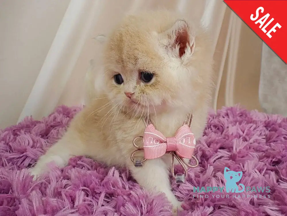 Maks British Shorthair male lilac golden chinchilla live animals