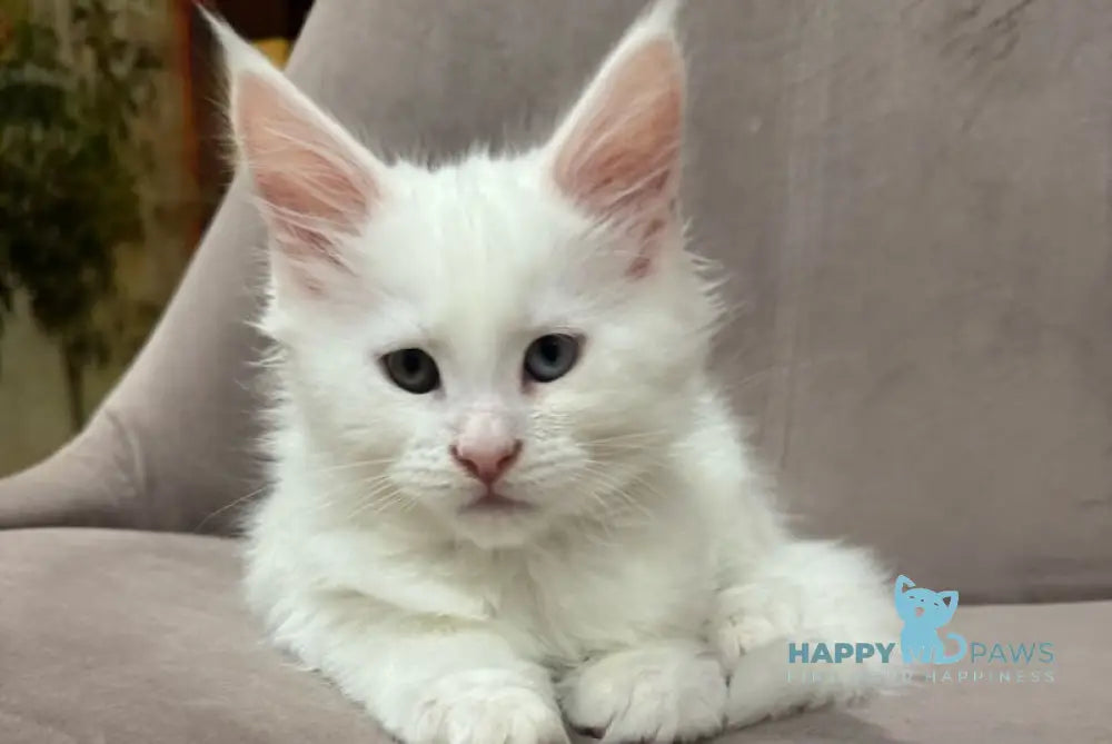 Maksik Maine Coon male white live animals