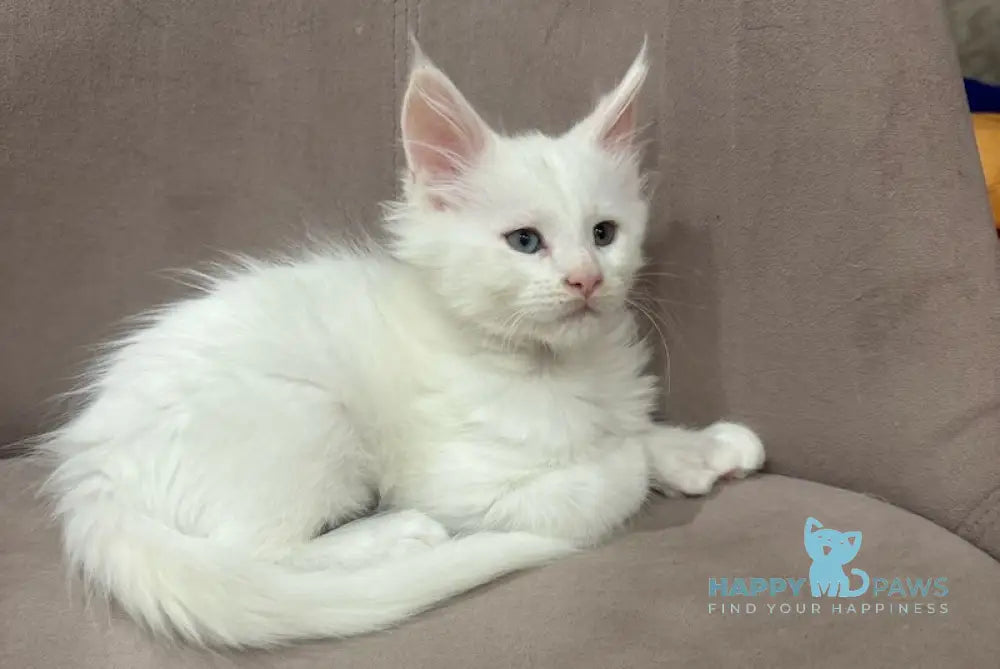 Maksik Maine Coon male white live animals