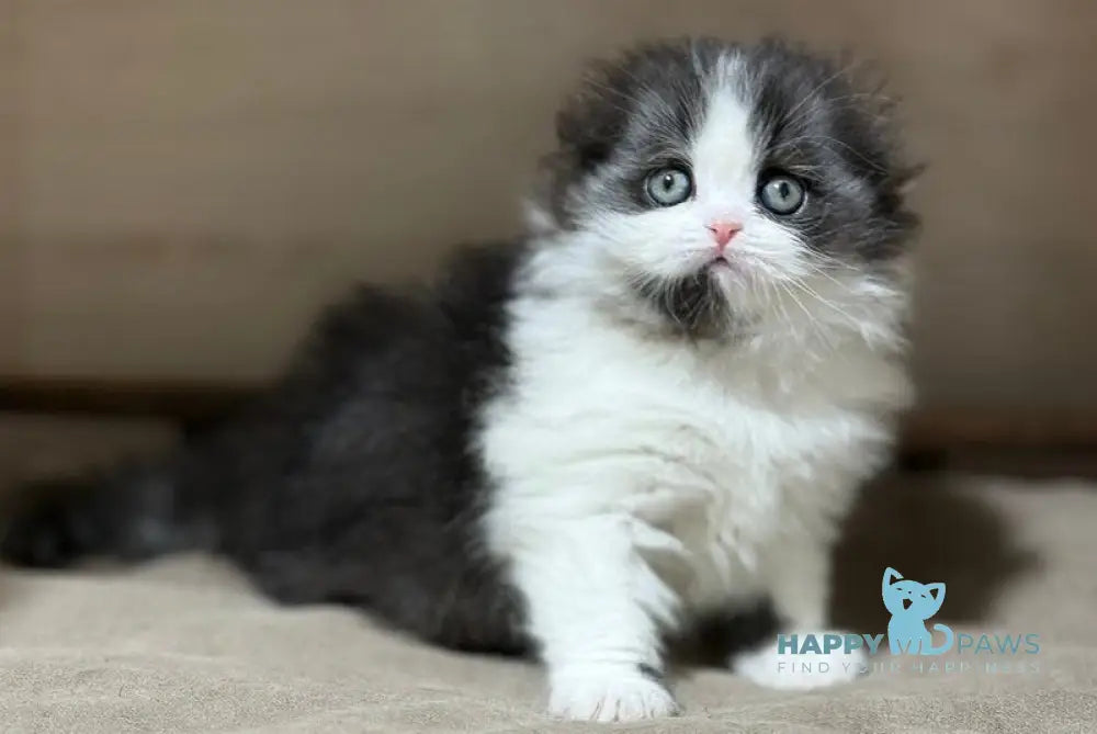 Maleficenta Scottish Fold female black bicolour live animals