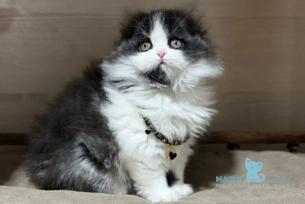 Maleficenta Scottish Fold female black bicolour live animals