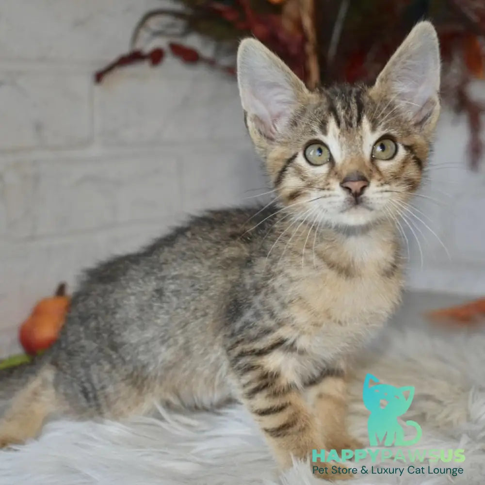 Malek Savannah male silver - live animals