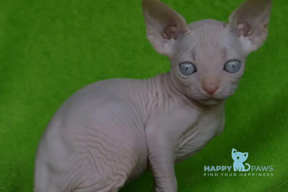 Malibu Canadian Sphynx female cream pointed - live animals