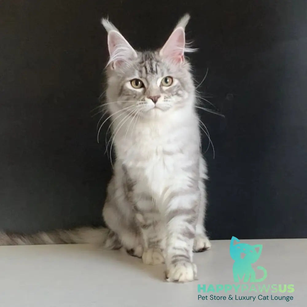 Malibu Maine Coon female black tortie silver tabby - live animals