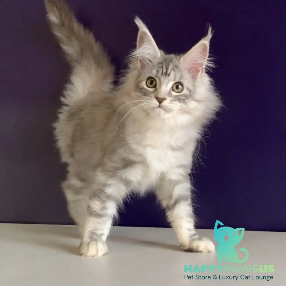 Malibu Maine Coon female black tortie silver tabby - live animals