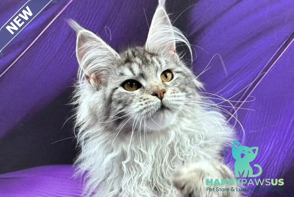 Malina Maine Coon female black silver tabby - live animals