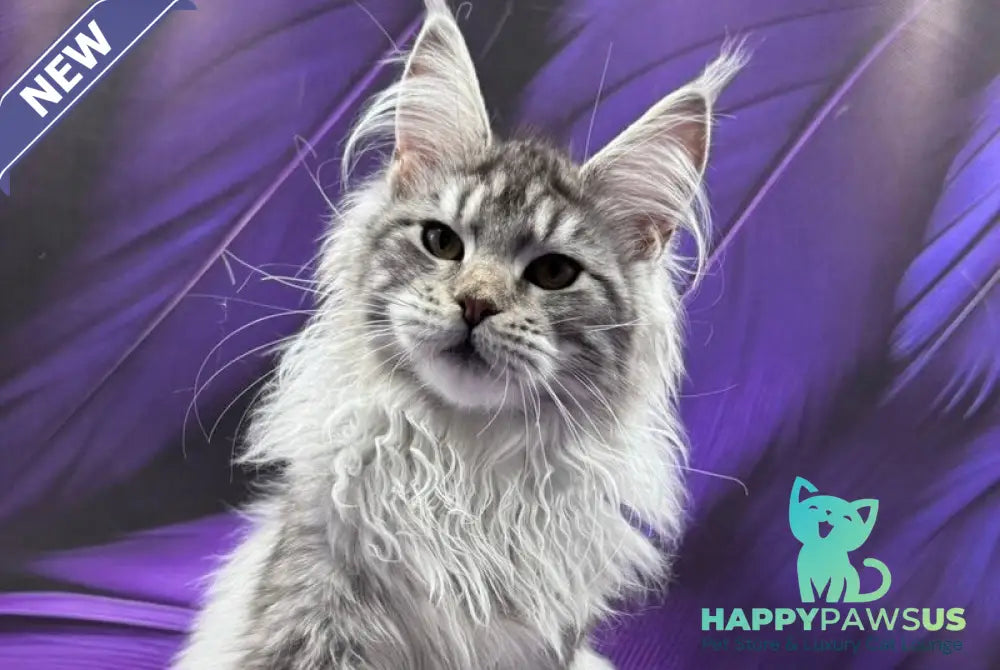 Malina Maine Coon female black silver tabby - live animals