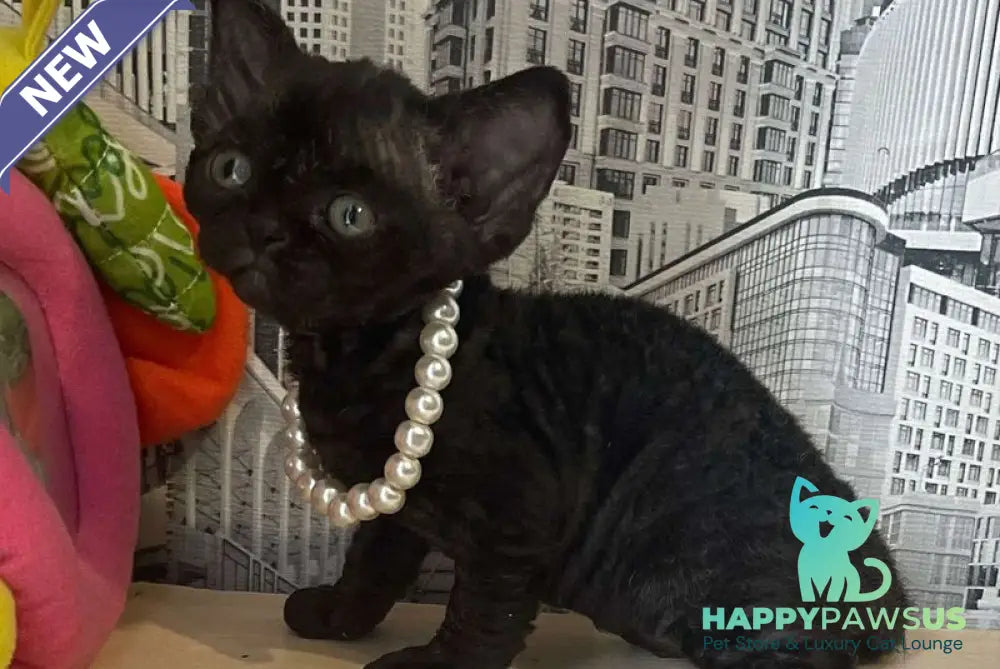 Malta Devon Rex female black - live animals