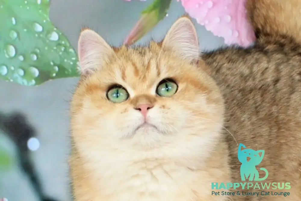 Malvina British Shorthair female black golden spotted tabby live animals