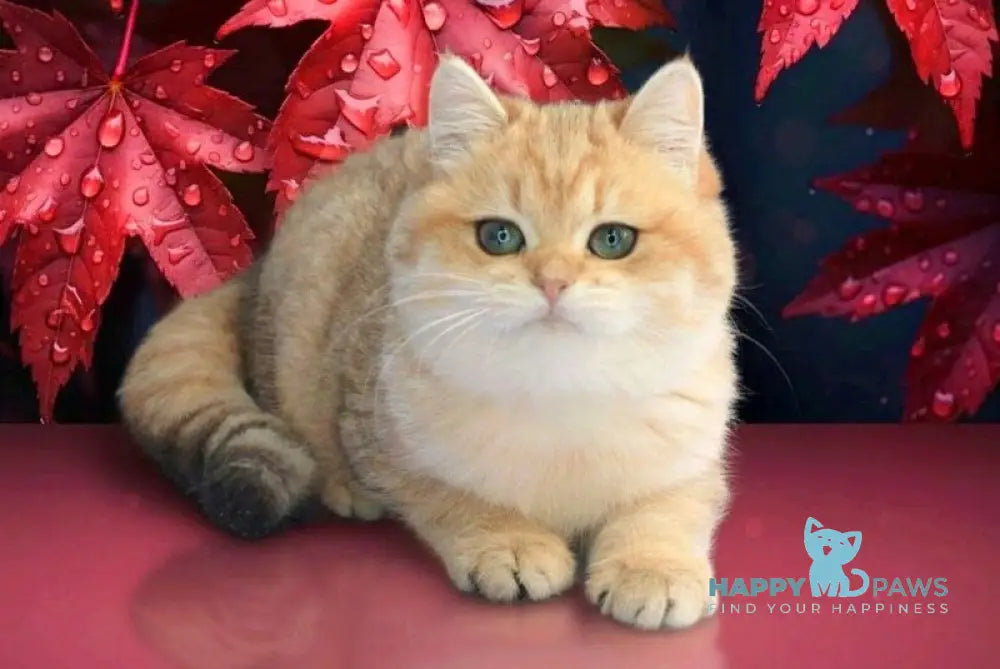 Malvina British Shorthair female black golden spotted tabby live animals