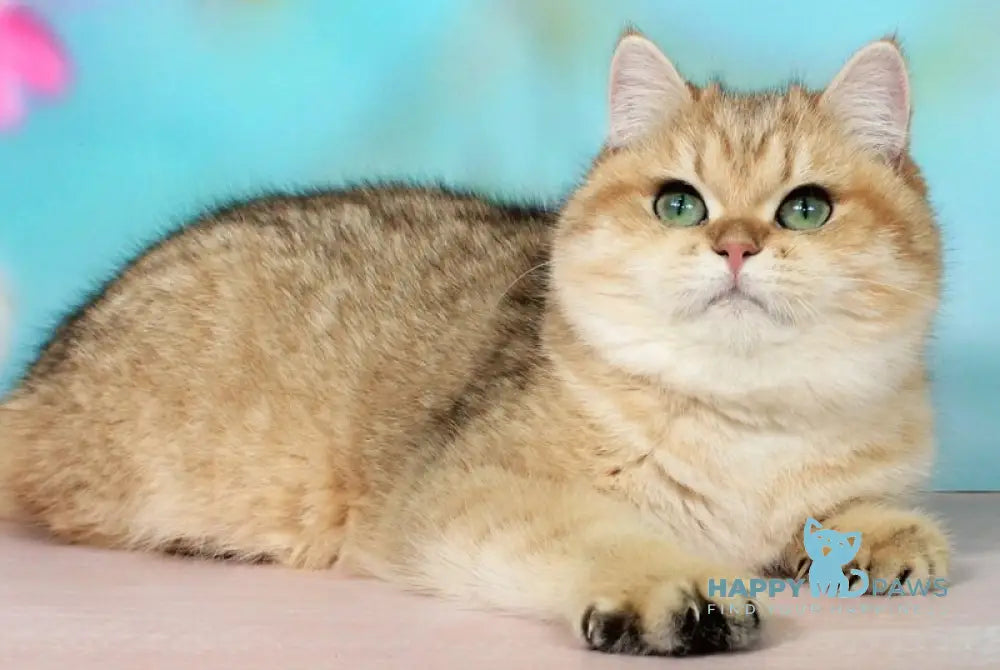 Malvina British Shorthair female black golden spotted tabby live animals