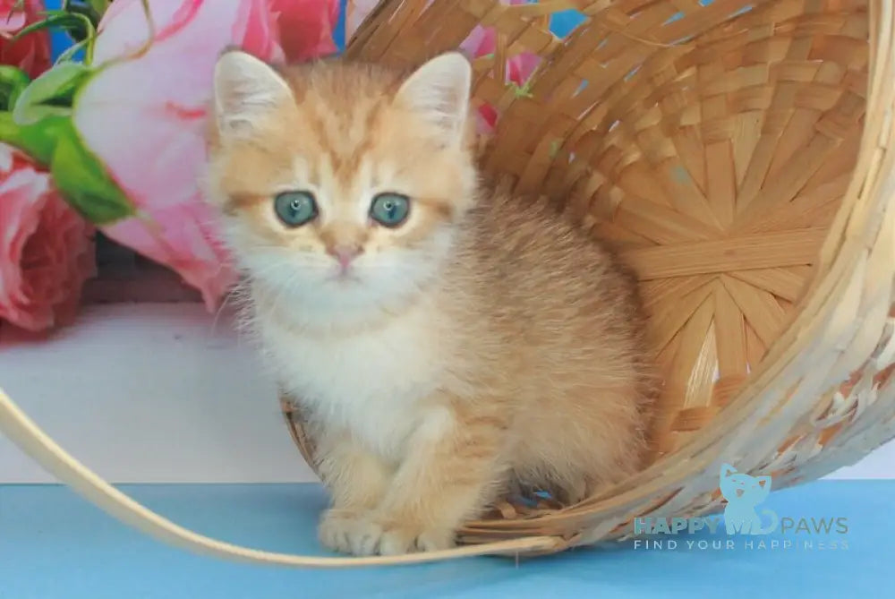 Malvina British Shorthair female black golden spotted tabby live animals