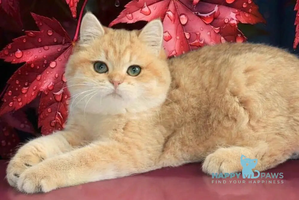 Malvina British Shorthair female black golden spotted tabby live animals