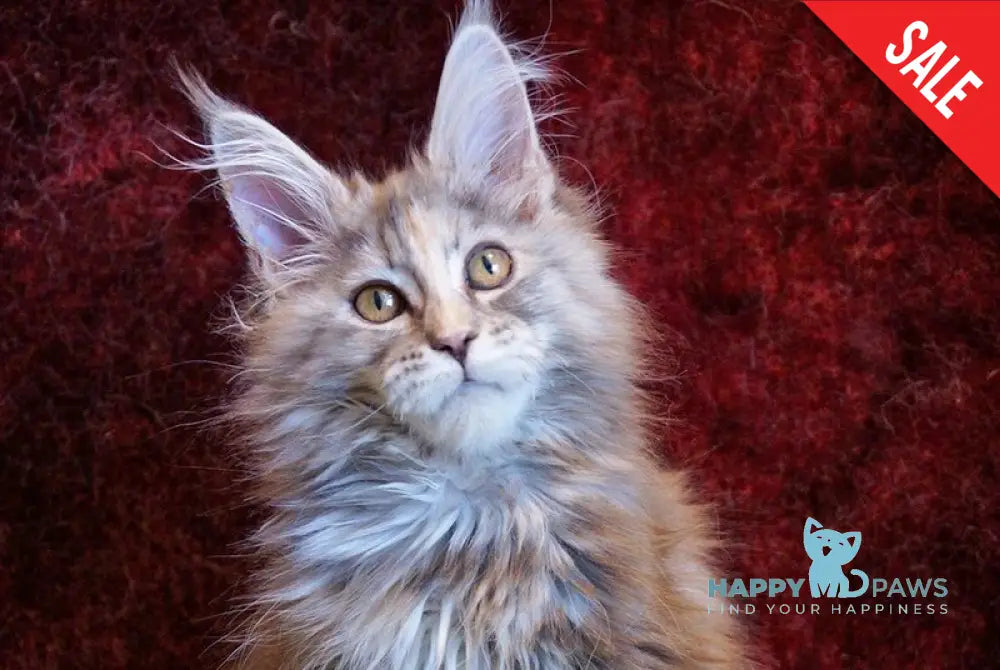 Malvina Maine Coon female blue tortie silver tabby - live animals