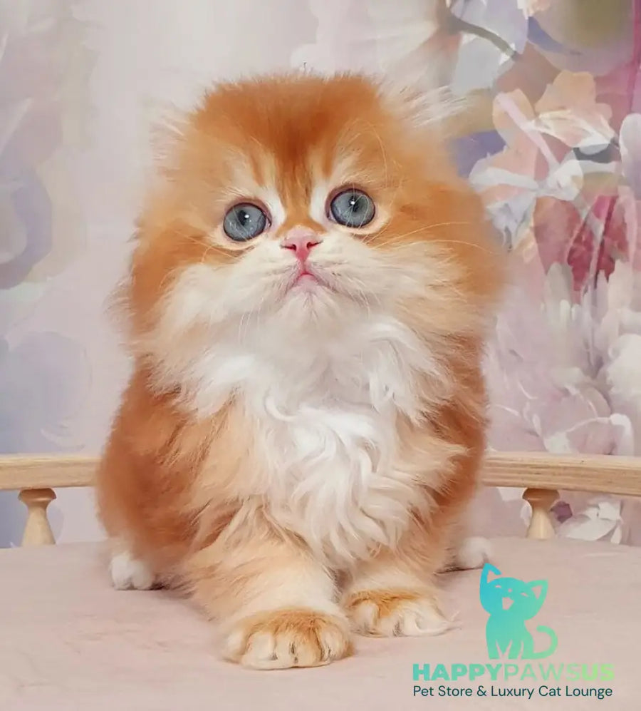 Mandarin British Longhair male chocolate golden chinchilla - live animals