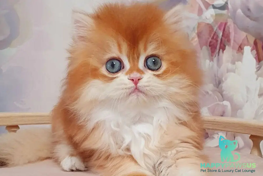 Mandarin British Longhair male chocolate golden chinchilla - live animals