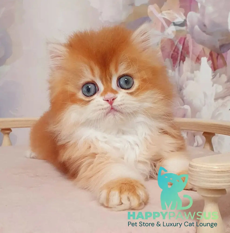 Mandarin British Longhair male chocolate golden chinchilla - live animals