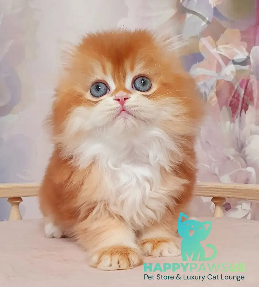Mandarin British Longhair male chocolate golden chinchilla - live animals