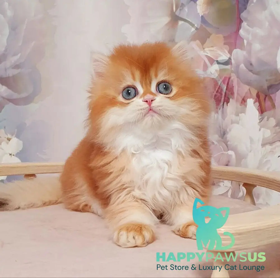 Mandarin British Longhair male chocolate golden chinchilla - live animals
