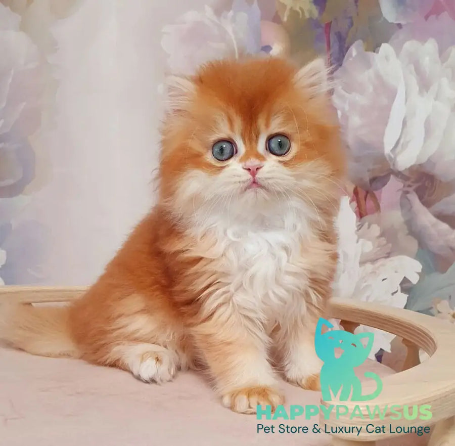 Mandarin British Longhair male chocolate golden chinchilla - live animals
