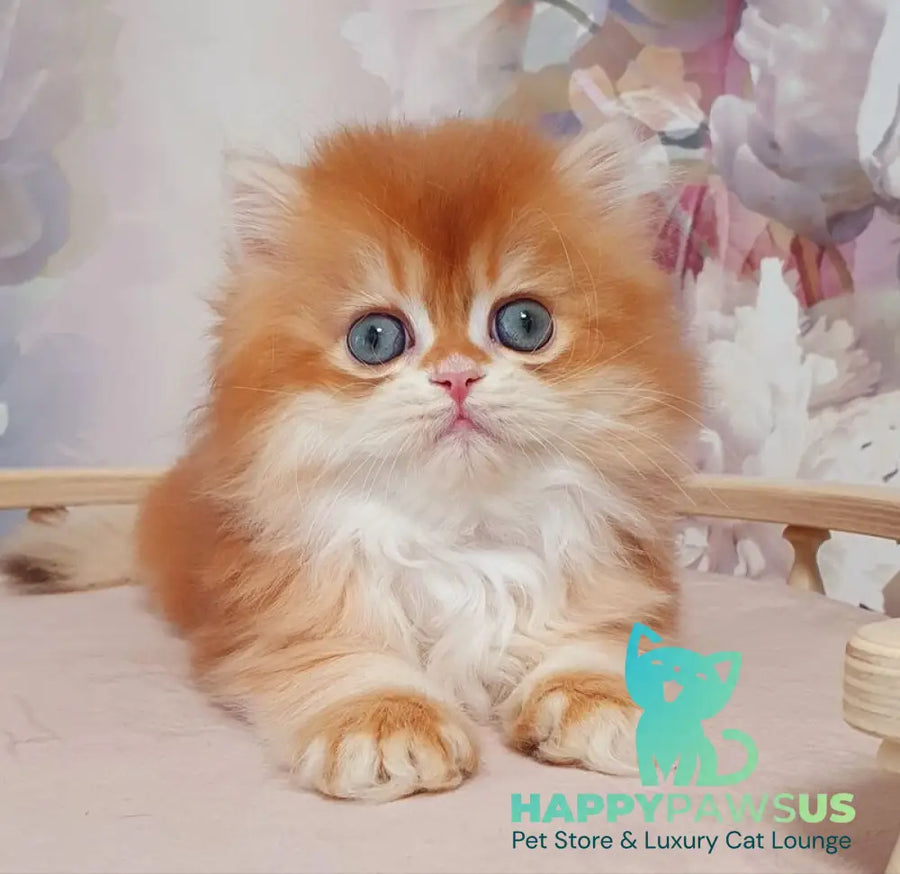 Mandarin British Longhair male chocolate golden chinchilla - live animals
