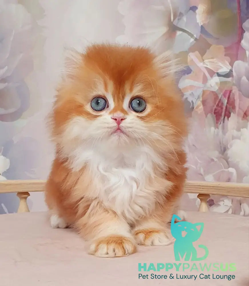 Mandarin British Longhair male chocolate golden chinchilla - live animals