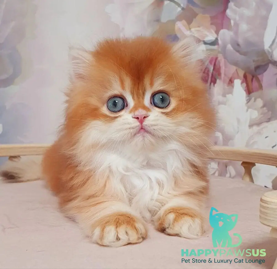 Mandarin British Longhair male chocolate golden chinchilla - live animals