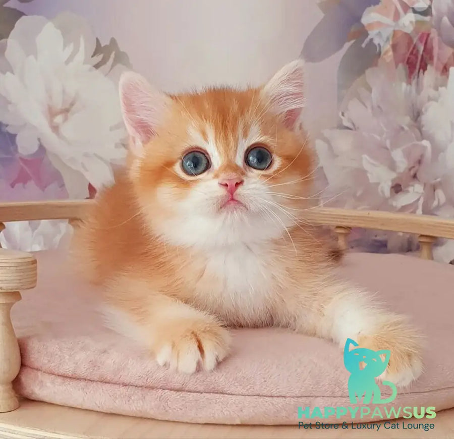 Mango British Shorthair male chocolate golden chinchilla - live animals