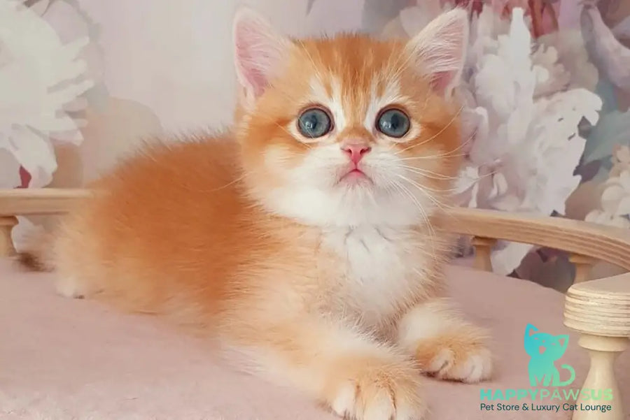 Mango British Shorthair male chocolate golden chinchilla - live animals