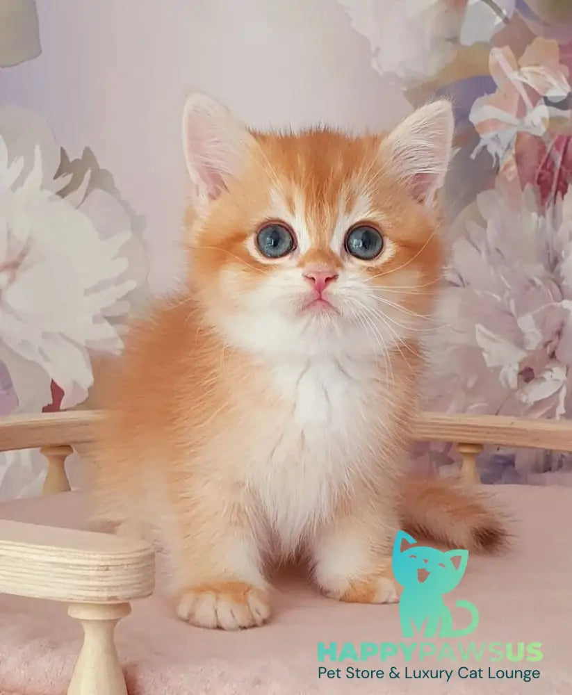 Mango British Shorthair male chocolate golden chinchilla - live animals