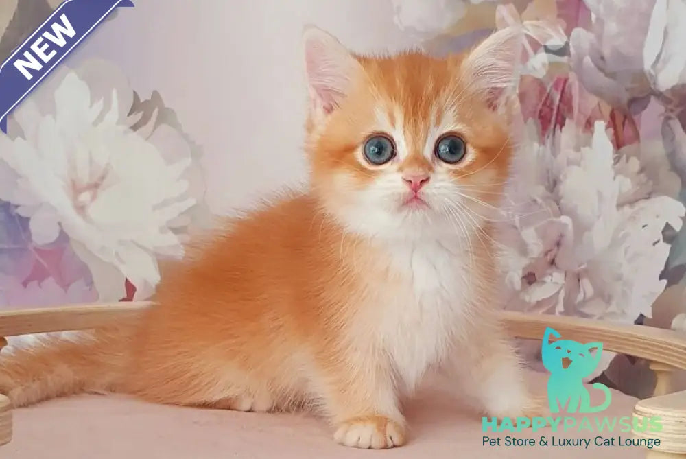 Mango British Shorthair male chocolate golden chinchilla - live animals