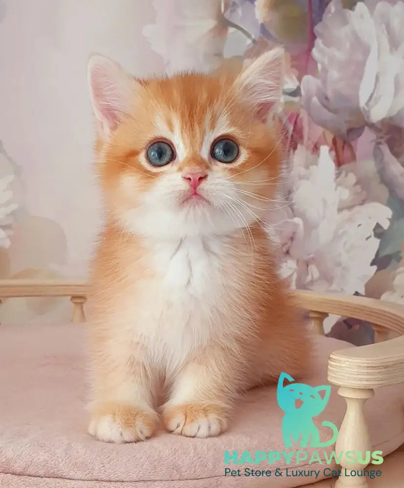 Mango British Shorthair male chocolate golden chinchilla - live animals