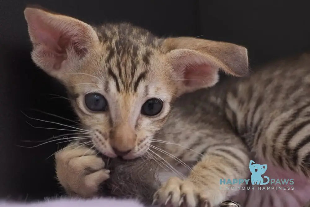 Mango Oriental Shorthair female chocolate spotted tabby live animals
