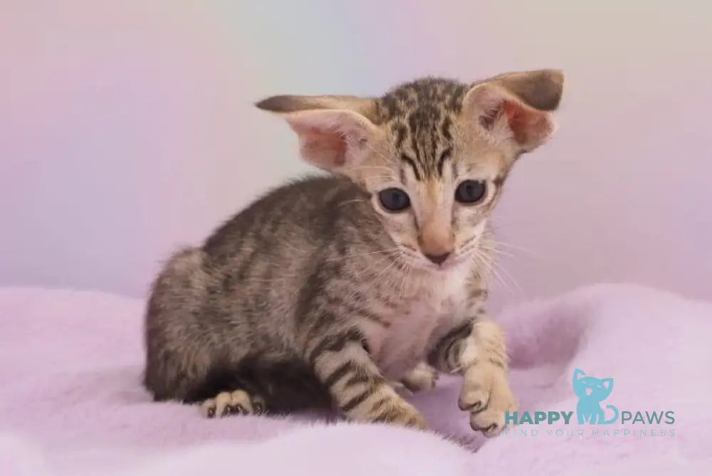 Mango Oriental Shorthair female chocolate spotted tabby live animals